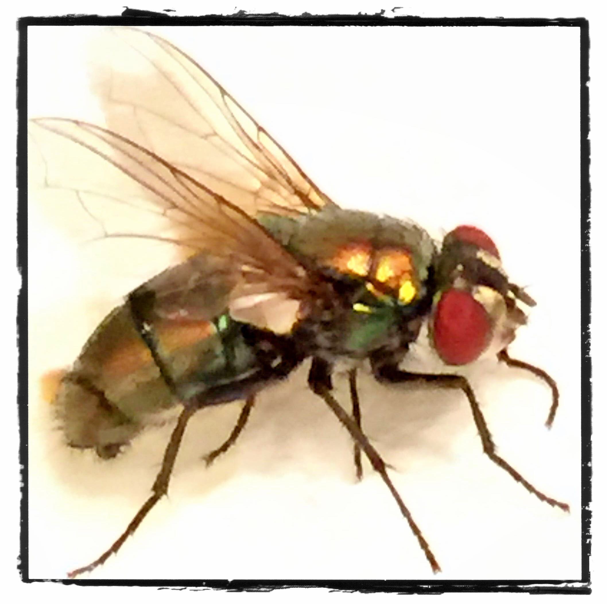 Keep the Flies Out: